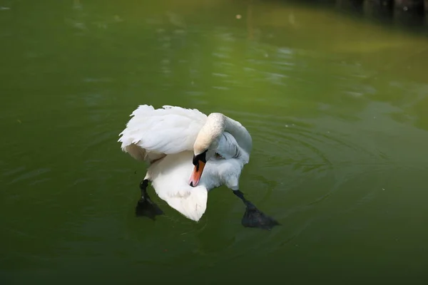 Vacker ren vit svan simmar i en klar sjö — Stockfoto
