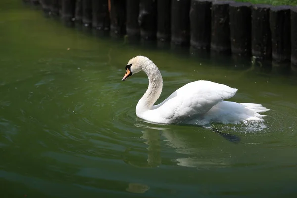 Vacker ren vit svan simmar i en klar sjö — Stockfoto