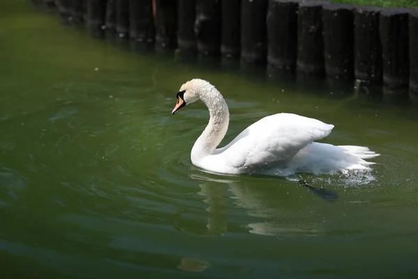 Beau cygne blanc propre nage dans un lac clair — Photo