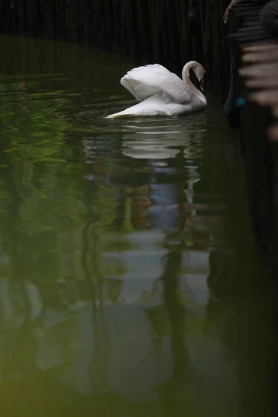 Belo cisne branco limpo nada em um lago claro — Fotografia de Stock