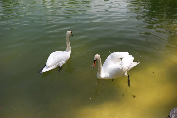 Beau cygne blanc propre nage dans un lac clair — Photo