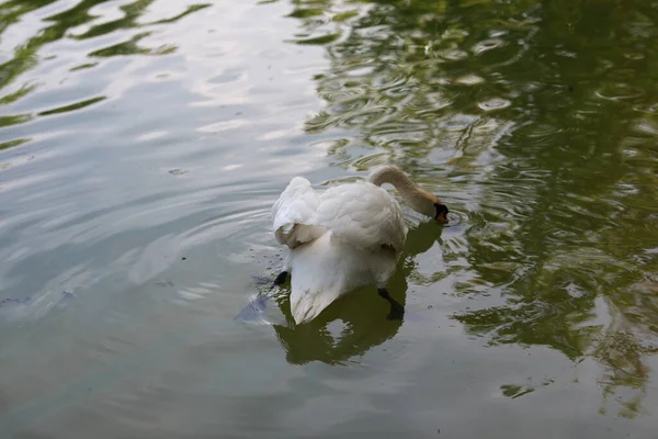 Schöner sauberer weißer Schwan schwimmt in einem klaren See — Stockfoto