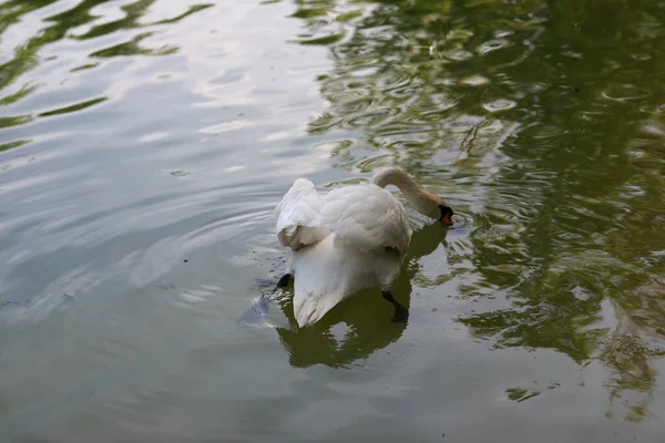 Beau cygne blanc propre nage dans un lac clair — Photo