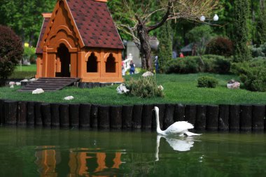 Güzel temiz beyaz kuğu berrak bir gölde yüzüyor.