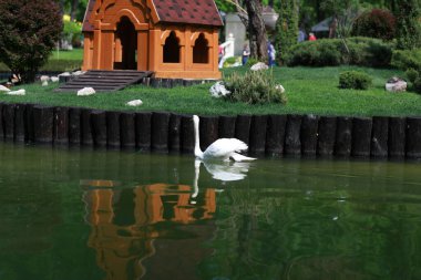 Güzel temiz beyaz kuğu berrak bir gölde yüzüyor.