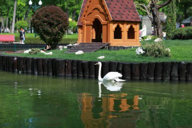 Güzel temiz beyaz kuğu berrak bir gölde yüzüyor.