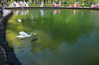 Güzel temiz beyaz kuğu berrak bir gölde yüzüyor.