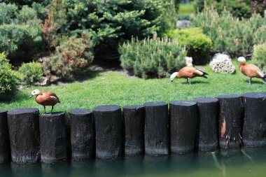 Göl kenarındaki yeşil, bakımlı güzel bir park.