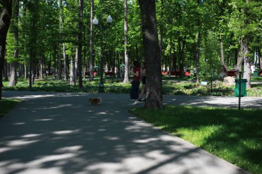 Bir sürü ağaç ve bitki örtüsü olan kocaman yeşil bir park.