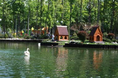 Güzel temiz beyaz kuğu berrak bir gölde yüzüyor.