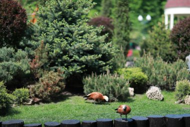 Güzel, bakımlı hayvanlarla dolu büyük bir park ve şehirde bir nehir.