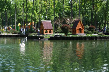 Güzel temiz beyaz kuğu berrak bir gölde yüzüyor.