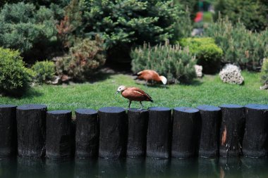 Güzel, bakımlı hayvanlarla dolu büyük bir park ve şehirde bir nehir.