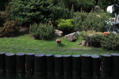 Göl kenarındaki yeşil, bakımlı güzel bir park.