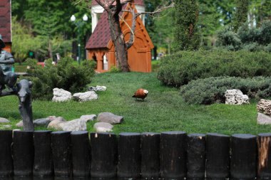 Göl kenarındaki yeşil, bakımlı güzel bir park.