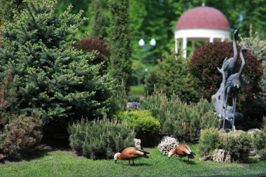 Güzel temiz beyaz kuğu berrak bir gölde yüzüyor.