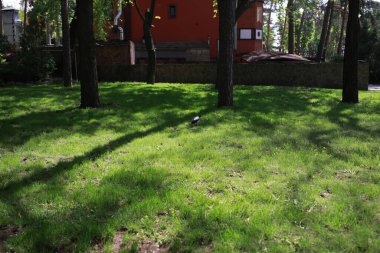 Bir sürü ağaç ve bitki örtüsü olan kocaman yeşil bir park.