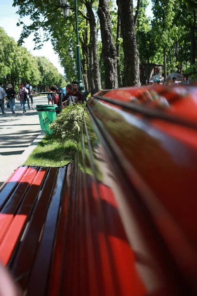 Bir sürü ağaç ve bitki örtüsü olan kocaman yeşil bir park.
