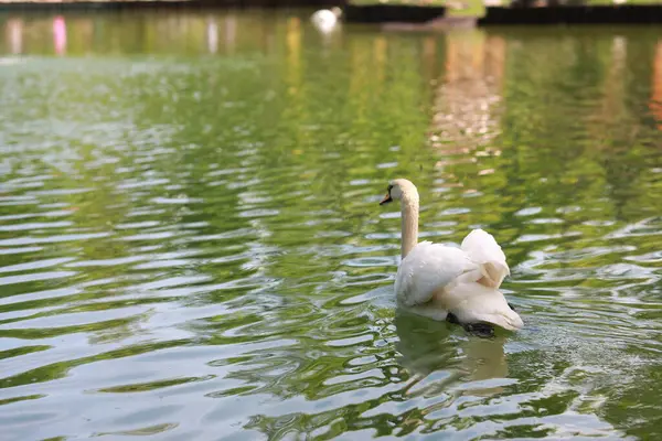 Beau cygne blanc propre nage dans un lac clair — Photo