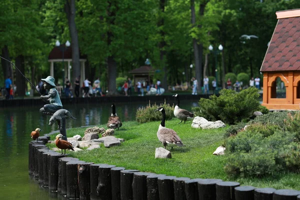 Göl kenarındaki yeşil, bakımlı güzel bir park.
