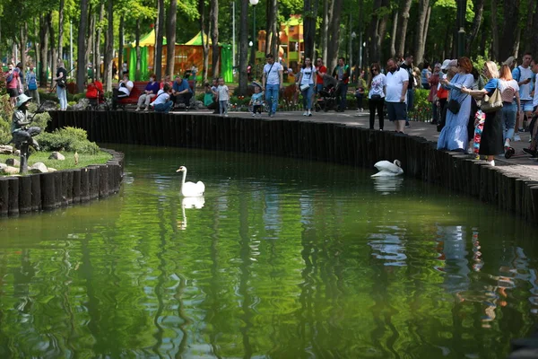 Güzel temiz beyaz kuğu berrak bir gölde yüzüyor.