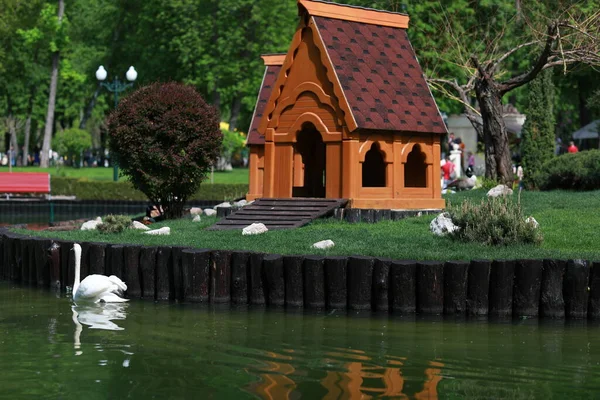 Güzel temiz beyaz kuğu berrak bir gölde yüzüyor.