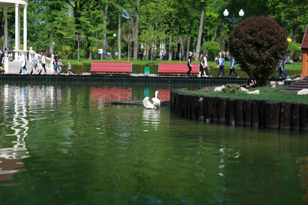 Красивый чистый белый лебедь плавает в чистом озере — стоковое фото