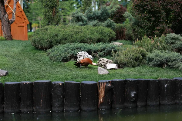 Göl kenarındaki yeşil, bakımlı güzel bir park.