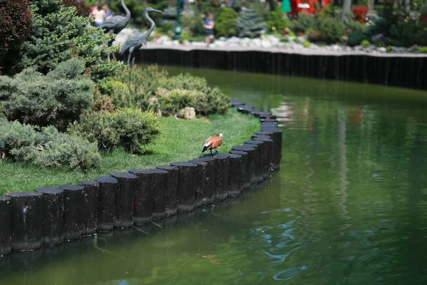 Güzel, bakımlı hayvanlarla dolu büyük bir park ve şehirde bir nehir.
