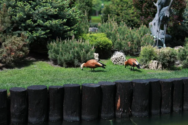 Göl kenarındaki yeşil, bakımlı güzel bir park.
