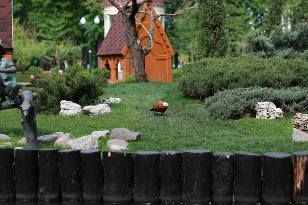 Göl kenarındaki yeşil, bakımlı güzel bir park.