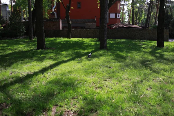 Bir sürü ağaç ve bitki örtüsü olan kocaman yeşil bir park.