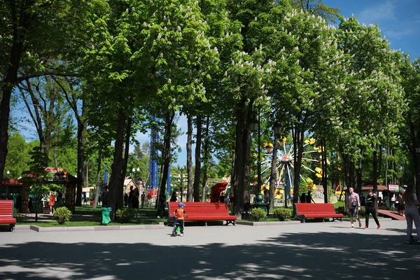 Mooi groot groen park met veel bomen en flora — Stockfoto