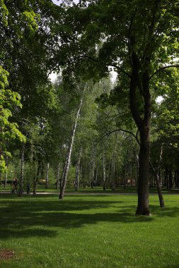 Göl kenarındaki yeşil, bakımlı güzel bir park.