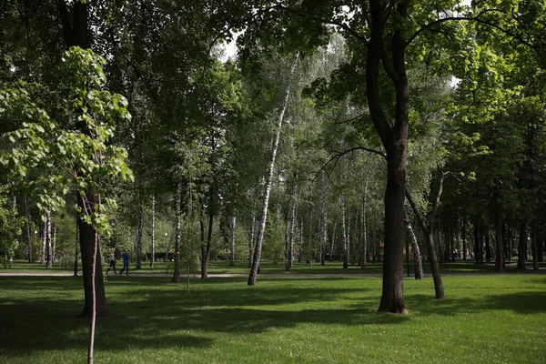 Groen goed verzorgd mooi park vlakbij het meer — Stockfoto