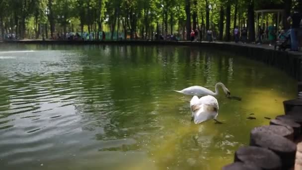 Красивий чистий білий лебідь плаває в чистому озері — стокове відео
