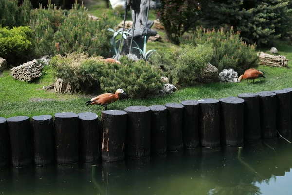 Göl kenarındaki yeşil, bakımlı güzel bir park.