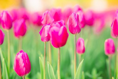 Beatuifull Ukrayna 'da laleleri olan büyük, güzel bir tarla.