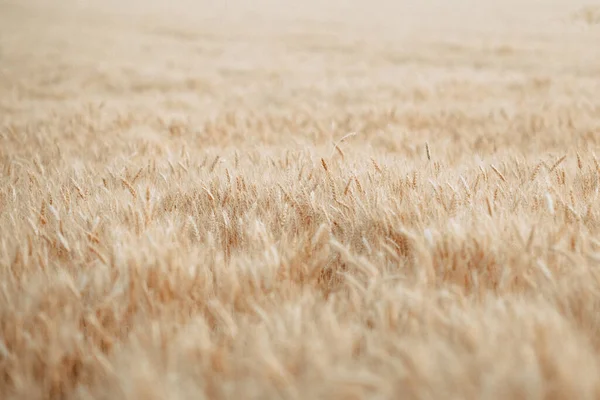 Spikelets Wheat Ukraine Harvesting War High Quality Photo — Stockfoto