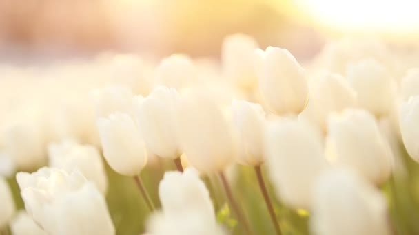 Gran Hermoso Campo Con Tulipanes Beatuifull Ucrania — Vídeos de Stock