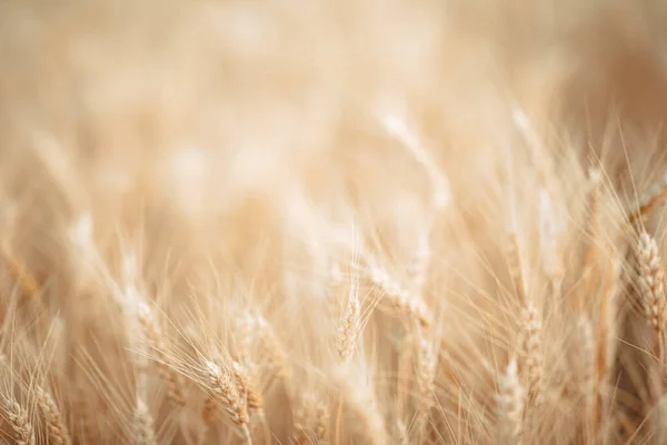 Spikelets Wheat Ukraine Harvesting War High Quality Photo — Stockfoto