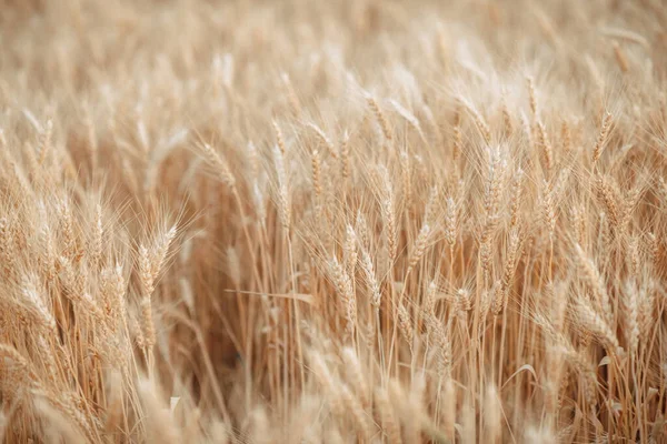 Spikelets Wheat Ukraine Harvesting War High Quality Photo — Stockfoto