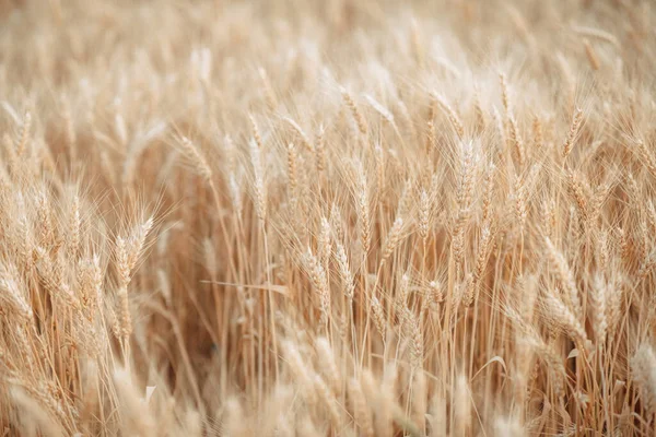 Spikelets Wheat Ukraine Harvesting War High Quality Photo — Stockfoto