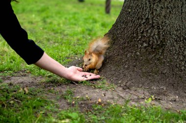 Doğa. sincap kadın elinden tohumları yer.