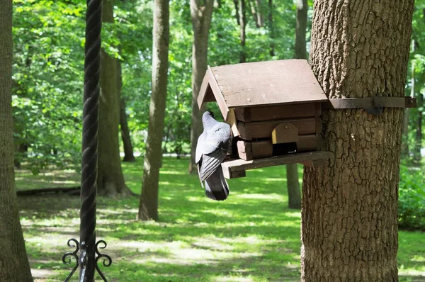 Pigeon Looking Food Manger Tree — Stockfoto