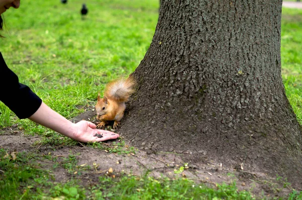 Die Natur Eichhörnchen Frisst Samen Aus Frauenhand — Stockfoto