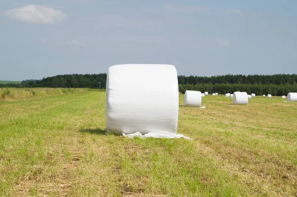 Pagliaio Raffigurato Sdraiato Sul Campo Foto Stock