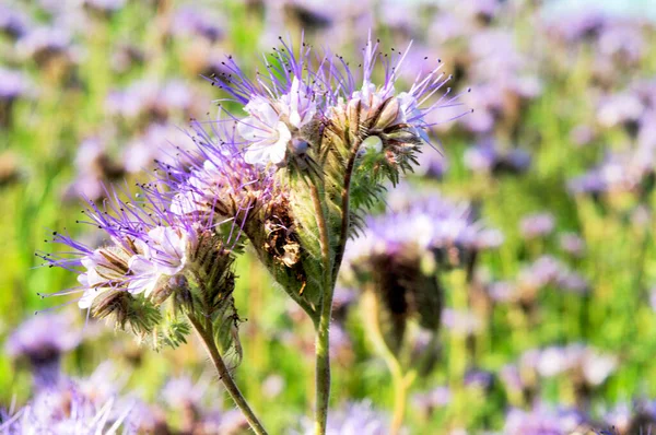 Фото Красивый Цветок Пчелиной Фаселией — стоковое фото