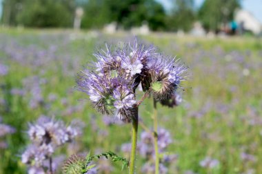 Arı safhasında güzel bir çiçek.
