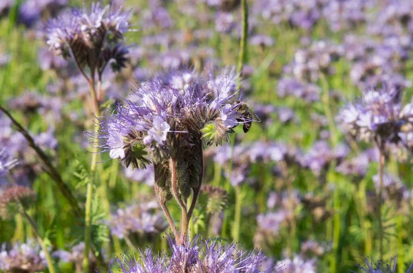 Фото Красивый Цветок Пчелиной Фаселией — стоковое фото